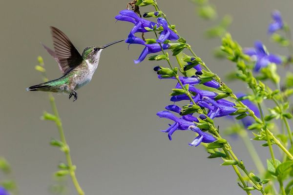 Day, Richard and Susan 아티스트의 Ruby-throated Hummingbird-Archilochus colubris-at Blue Ensign Salvia-Salvia guaranitica-Marion Coun작품입니다.